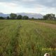<h1 style="font-size: 12px">Cani da Caccia: Bellissimi setter da caccia a lavoro su campo erboso.</h1>